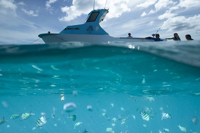 Kayak, Snorkel, and Surf with Turtles in Honolulu - Start at Waikiki: coral-reef paddle with turtle and fish potential