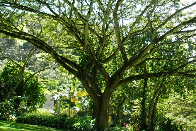 Ko Olina to North Shore Experience -Waimea Falls, Beaches & more - Haleiwa town and Matsumoto Shave Ice: short shopping, real atmosphere