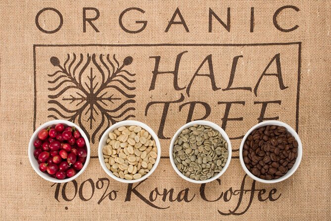 Kona Coffee Tasting: A Farm to Cup Experience - Processing, Fermentation, and Drying: How the Choices Become Flavor Notes