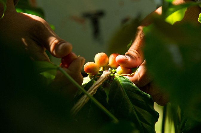 Kona Coffee Tasting: A Farm to Cup Experience - Stop 1 at Hala Tree: What the Flow Feels Like