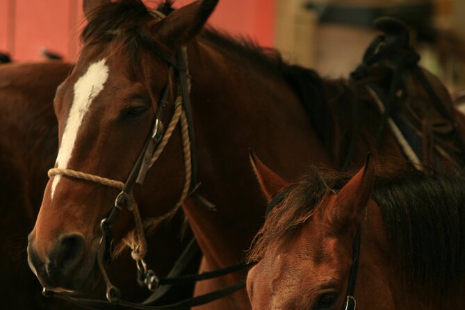 Kualoa Ranch - Horseback Walking Tour - Weather and the “Rain or Shine” Question You Should Ask