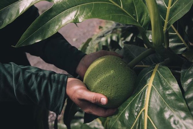 Kualoa Ranch - Kualoa Grown Tour - Price and value: what $67.24 buys you