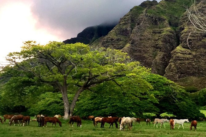 Kualoa Ranch: Novice E-Bike - Where you meet and how to keep the day running on time