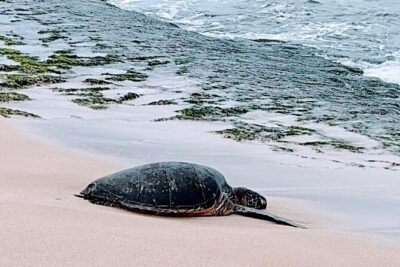 Luxury Oahu Island Tour, Private and Customizable (4 adults max) - Waikiki pickup and how the day starts (without stress)