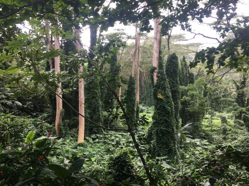 Manoa Falls eBike to Hike - Approaching Mānoa Falls by Foot: Distance, Elevation, and Real Conditions
