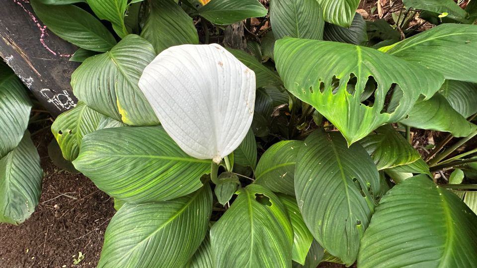 Manoa Falls eBike to Hike - Who This Tour Fits Best (and Who Should Skip It)