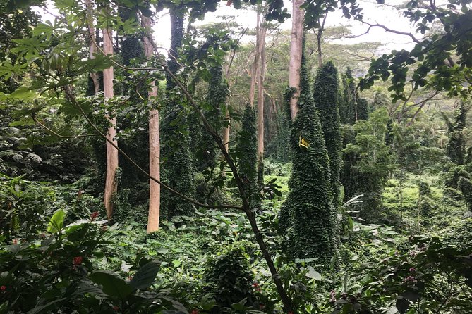 Manoa Falls-Electric Bike to Hike Experience Local meal included - University of Hawaii at Mānoa: quick photos, architecture details, and a campus feel