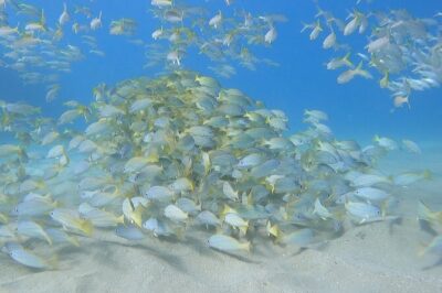 Marine Ecology Snorkel from Electric Beach Oahu with Photos - What You’ll Do Before You Enter the Water
