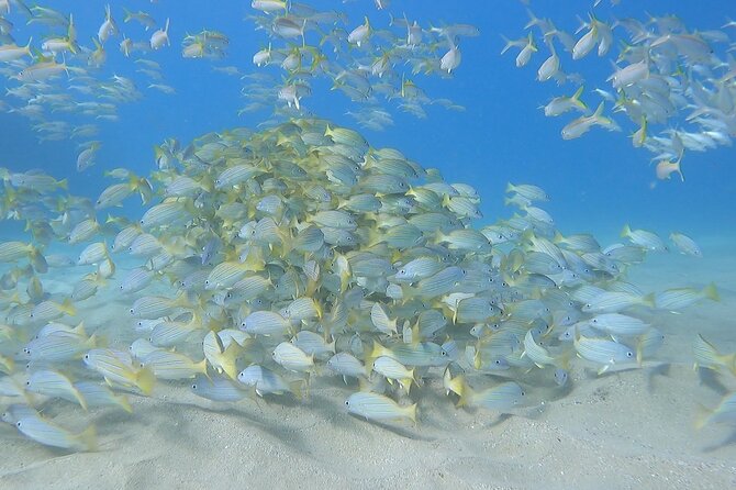Marine Ecology Snorkel from Electric Beach Oahu with Photos - What You’ll Do Before You Enter the Water