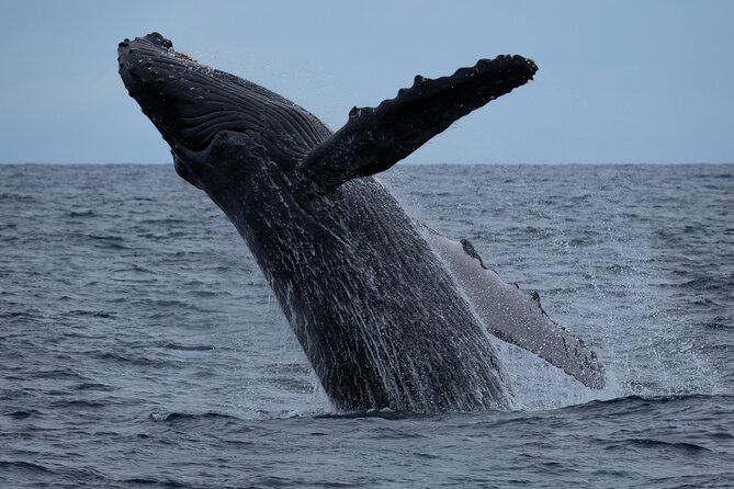 Moana’s Waikīkī Whale Watching Exploration - Quick take: what makes this whale watch work