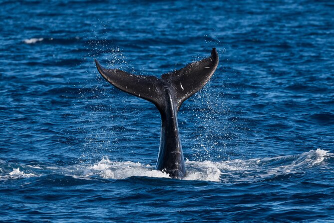 Moana’s Waikīkī Whale Watching Exploration - Moana’s Waikīkī whale watch: what you’re really paying for