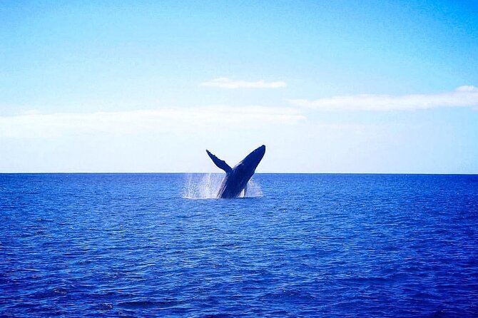 Moana’s Waikīkī Whale Watching Exploration - Where the searching happens off Oʻahu’s south shore