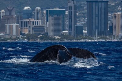 Moana’s Waikīkī Whale Watching Exploration - Getting to Kewalo Basin Harbor without making it complicated