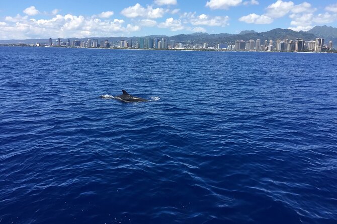 Moana’s Waikīkī Whale Watching Exploration - What you might spot besides humpbacks