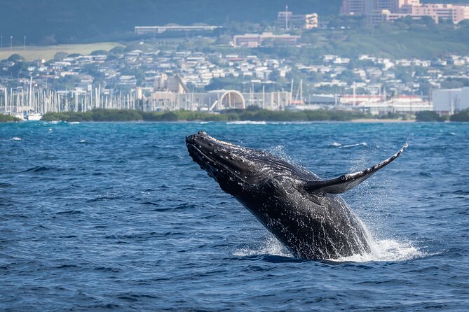 Moana’s Waikīkī Whale Watching Exploration - Comfort on the catamaran: space, restrooms, and a calmer pace