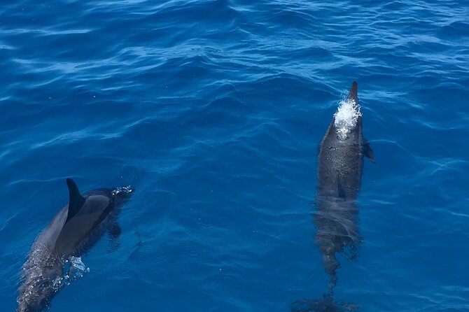 Moana’s Waikīkī Whale Watching Exploration - Whale distance, motion, and the reality check on sightings