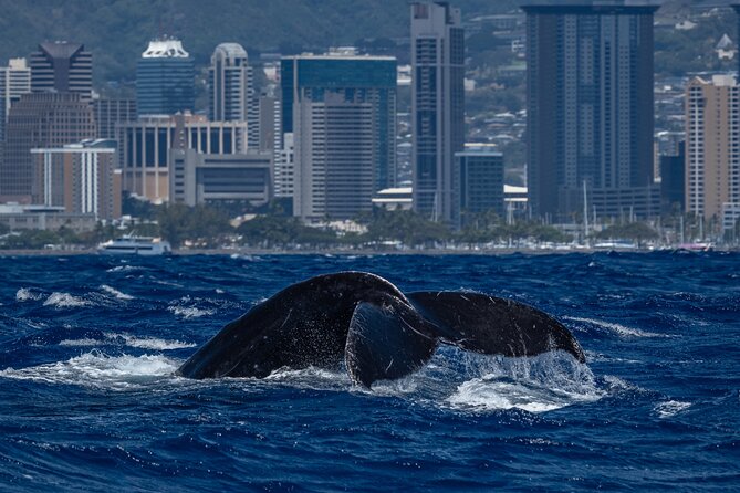 Moana’s Waikīkī Whale Watching Exploration - Getting to Kewalo Basin Harbor without making it complicated