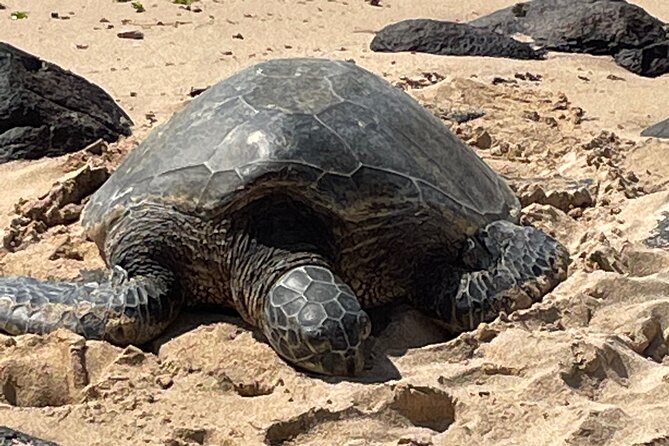 North Shore day,Waterfalls and Turtles Tour - North Shore Waterfalls and Turtles: the flow of your day