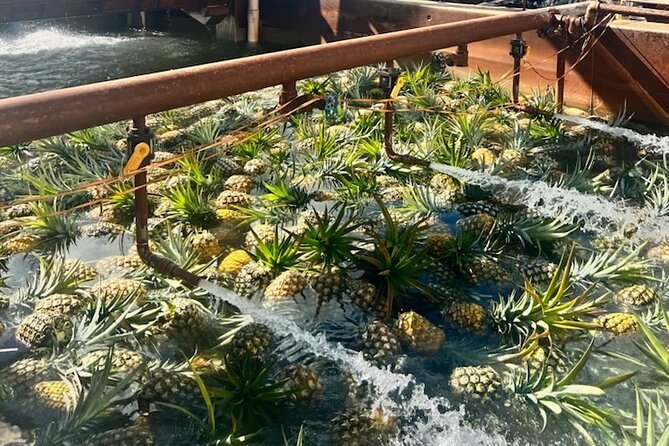 North Shore Dole Pineapple Farm Tour - Why This North Shore Dole Tour Works on a Limited Timeline