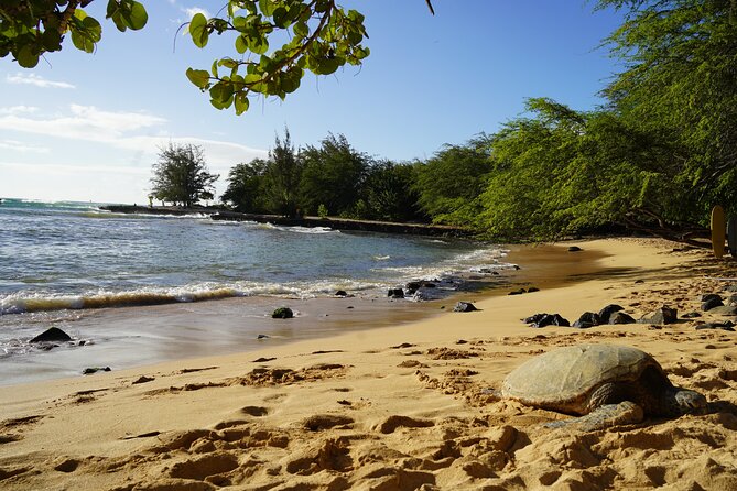 North Shore Surfing Lessons Oahu Hawaii - Instructors in the water: learning plus real safety