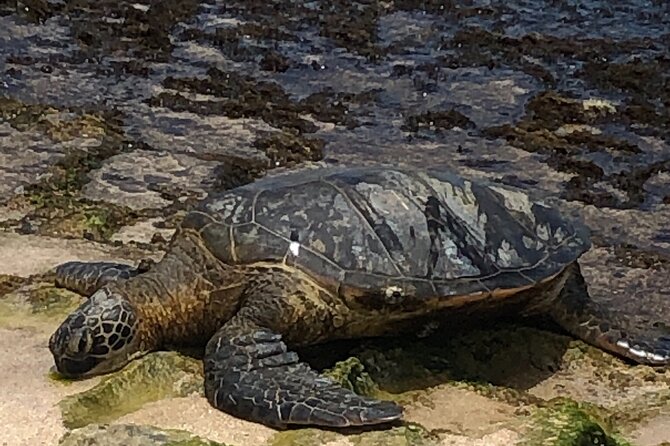 North Shore / Waimea, Falls Day & Swim with Turtles - Macadamia Farm, Coffee-Chocolate, and Local Shops That Add Flavor