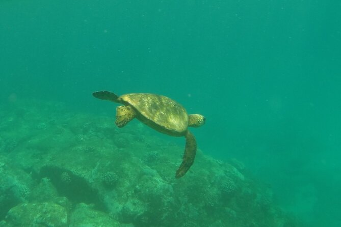 Northshore ocean adventure and circle islandJeep Tour- Guaranteed to see turtles - Price and Value: When $700 per Person Makes Sense