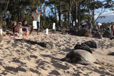 Oahu: Active Circle Island Tour - Makapuu lighthouse hike and Pali Lookout: viewpoints with actual payoff