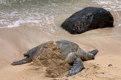 Oahu Allstar Circle Island Tour: Dole, Turtles, Blowhole, Fun - Starting in Waikiki: Quick Photos Before the Main Drive