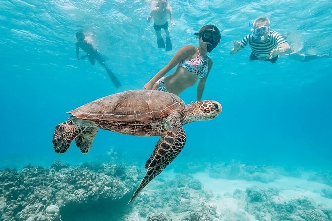 Oahu Allstar Circle Island Tour: Dole, Turtles, Blowhole, Fun - Halona Blowhole and Makapu‘u Point: When the Ocean Calls the Shots