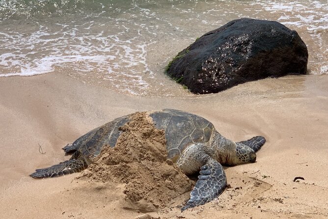 Oahu Allstar Circle Island Tour: Dole, Turtles, Blowhole, Fun - Starting in Waikiki: Quick Photos Before the Main Drive