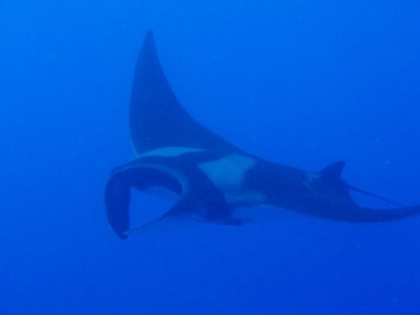Oahu Boat Cruise to Diamond Head - Marine Life on the Water: Dolphins and Sea Turtles When Conditions Cooperate