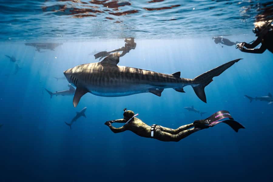 Oahu: Cageless Shark Dive Adventure - From 66-105 Haleiwa Rd to the Water: The Real-World 2-Hour Schedule