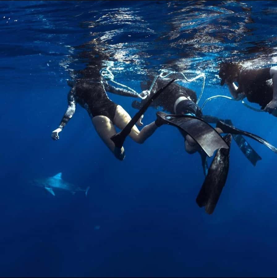 Oahu: Cageless Shark Dive Adventure - Gear, Wetsuit Top, and What You Should Bring (Yes, Towels Matter)