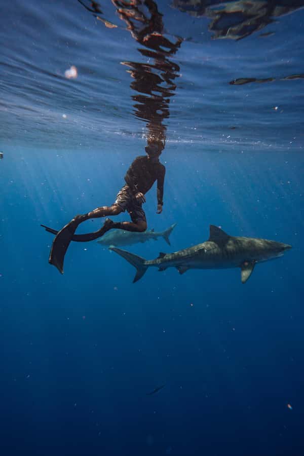 Oahu: Cageless Shark Dive Adventure - Your Water Time: Sharks, Tuna, Dolphins, and the Rules That Keep You Close
