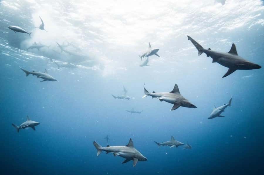 Oahu: Cageless Shark Dive Adventure - Winter Bonus: Humpback Whale Songs While You’re Out There