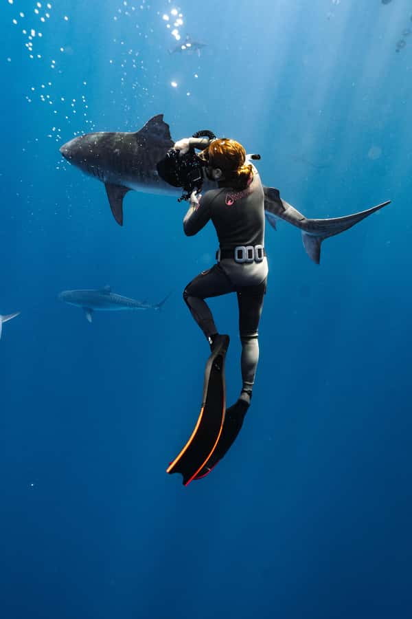 Oahu: Cageless Shark Dive Adventure - Who This Tour Fits (and Who Should Skip It)
