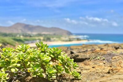 Oahu Custom Private Circle Island and Mini Circle Island Tours - Pickup, Timing, and the Reality of a 6–12 Hour Loop