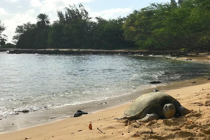Oahu Customizable Private Community Service Voluntourism Offer - South Shore start: the volcanic tuff cone with movie vibes