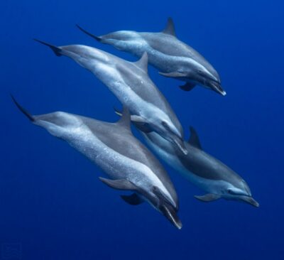Oahu: Dolphin Swim and Turtle Snorkel Excursion in Waianae - The 32-Foot Boat Ride: Finding Pods Without the Chaos