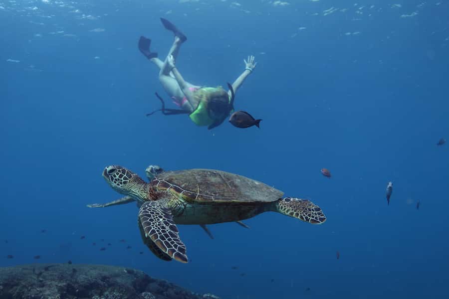 Oahu: Dolphin Watching & Turtle Snorkeling with Waterslide - Key things that make this Oahu cruise worth it