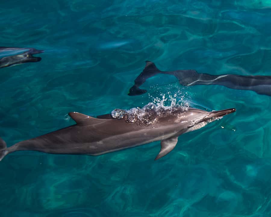 Oahu: Dolphin Watching & Turtle Snorkeling with Waterslide - Snorkeling for honu: what “guided turtle time” really means