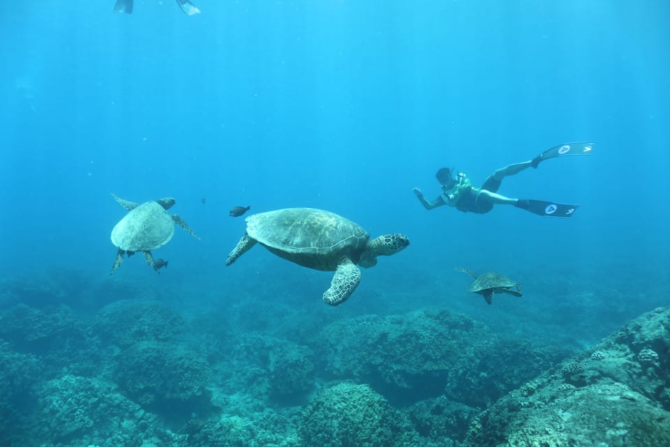 Oahu: Dolphin Watching & Turtle Snorkeling with Waterslide - Who this tour fits best (and who should skip it)