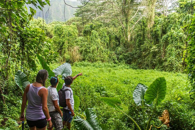 Oahu friendly hiking experience - Stop 1: Manoa Falls for waterfall lovers (and the time decision)