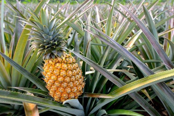 Oahu Grand Circle Island: Discover the Heart & Soul of Hawaii - Dole Plantation: quick pineapple time, with add-ons you can skip