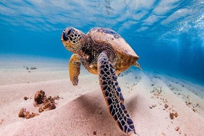 Oahu Grand Circle Island Tour Departing from Waikiki - Waikiki Pickup That Starts Your Day on Track