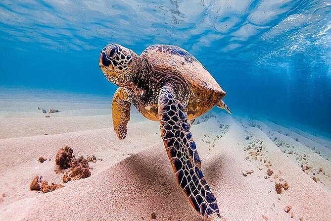 Oahu Grand Circle Island Tour Departing from Waikiki - Waikiki Pickup That Starts Your Day on Track