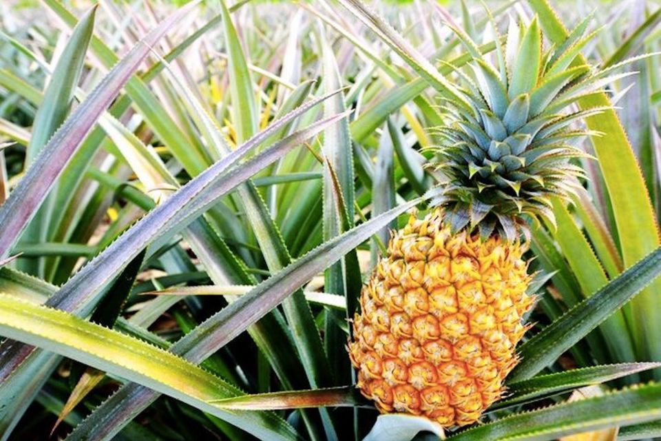 Oahu: Guided Tour of North Shore and Waimea Botanical Garden - Waimea Botanical Garden: The Most “You’ll Remember This” Stop