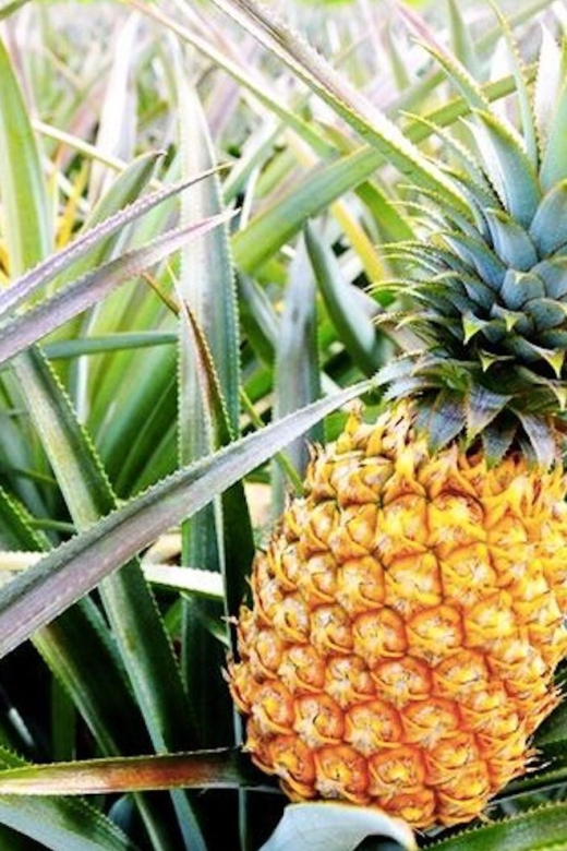 Oahu: Guided Tour of North Shore and Waimea Botanical Garden - Price and Value: Is $145 Worth It for 9 Hours?
