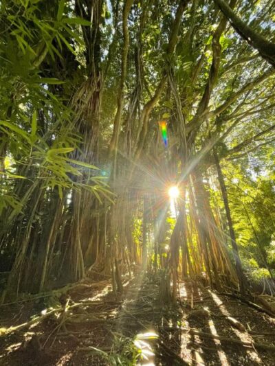 Oahu: Hidden Hawaii Waterfall Hike and Beach Tour - Getting from Waikiki: the Jeep/SUV rhythm and the small-group pace