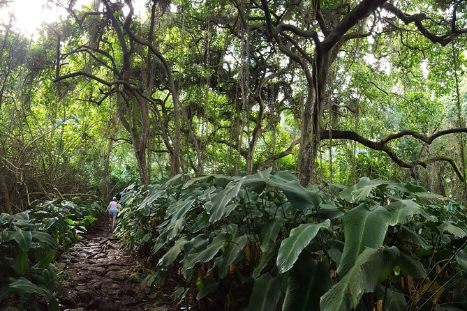 Oahu Hidden Waterfall Hike: A Tropical Paradise Adventure - How the guide turns a short hike into an island lesson